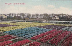 Hillegom Hyacinthenvelden