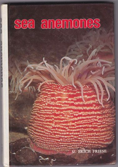 Sea Anemones